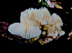 Trametes vespacea