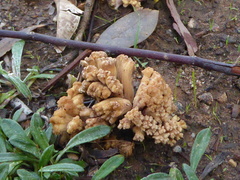 Ramaria capitata capitata