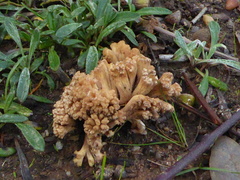 Ramaria capitata capitata