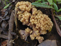 Ramaria capitata capitata