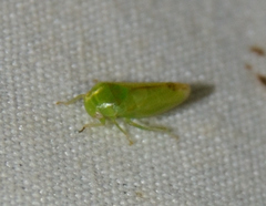 Hyalojassini