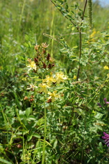 Hypericum attenuatum