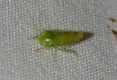Hyalojassini