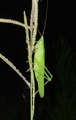 Bucrates malivolans