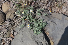 Melampodium argophyllum