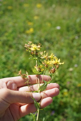 Hypericum attenuatum