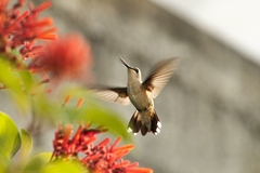 Archilochus colubris