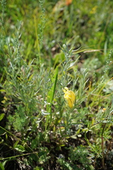 Cymbaria daurica