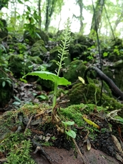 Malaxis maianthemifolia