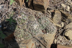 Coryphantha nickelsiae