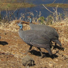 Numida meleagris mitratus