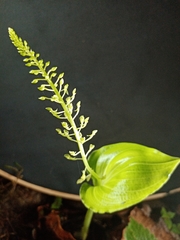 Malaxis maianthemifolia