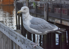 Larus argentatus