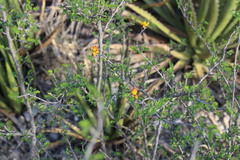 Chamaecrista greggii