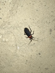 Rhiginia cinctiventris