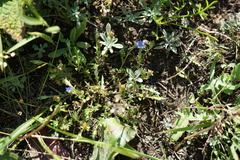 Gentiana squarrosa