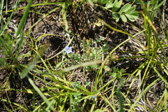 Gentiana squarrosa