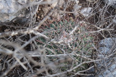 Mammillaria melanocentra melanocentra