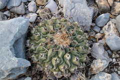 Thelocactus rinconensis rinconensis