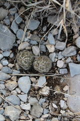 Coryphantha nickelsiae