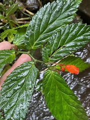 Begonia longirostris