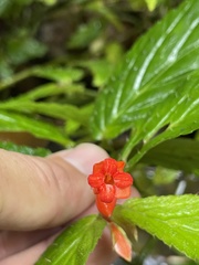 Begonia longirostris