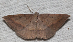 Taxeotis perlinearia