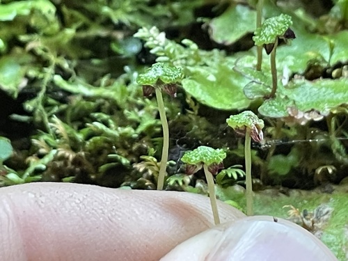 Asterella macropoda