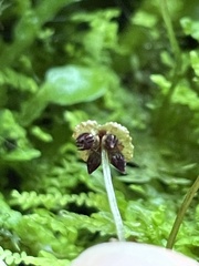 Asterella macropoda