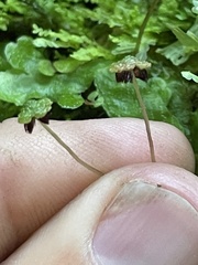 Asterella macropoda