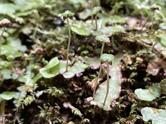 Asterella macropoda