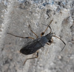 Zeridoneus costalis