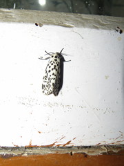 Juxtarctia multiguttata