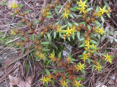 Sedum sarmentosum