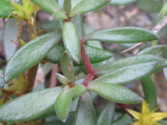 Sedum sarmentosum