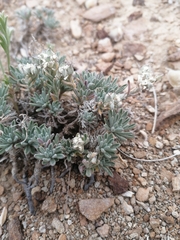 Ptilotrichum canescens