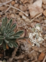 Ptilotrichum canescens