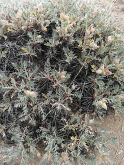 Oxytropis tragacanthoides