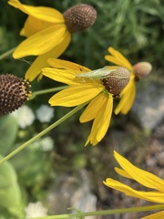 Oecanthus quadripunctatus