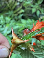 Begonia longirostris