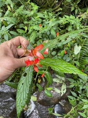 Begonia longirostris