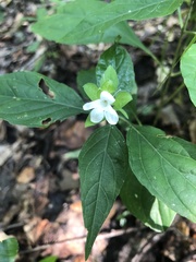 Yeatesia viridiflora