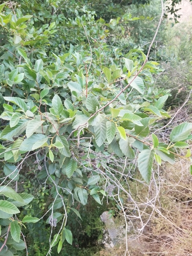 photo of White Alder (Alnus rhombifolia)