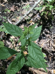 Yeatesia viridiflora