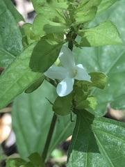 Yeatesia viridiflora