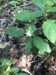 Yeatesia viridiflora