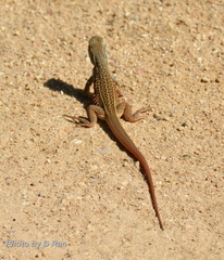 Leiolepis belliana