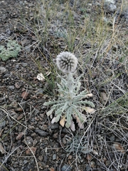 Echinops humilis