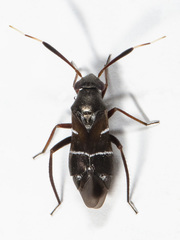 Pilophorus strobicola