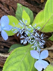 Hydrangea serrata yesoensis